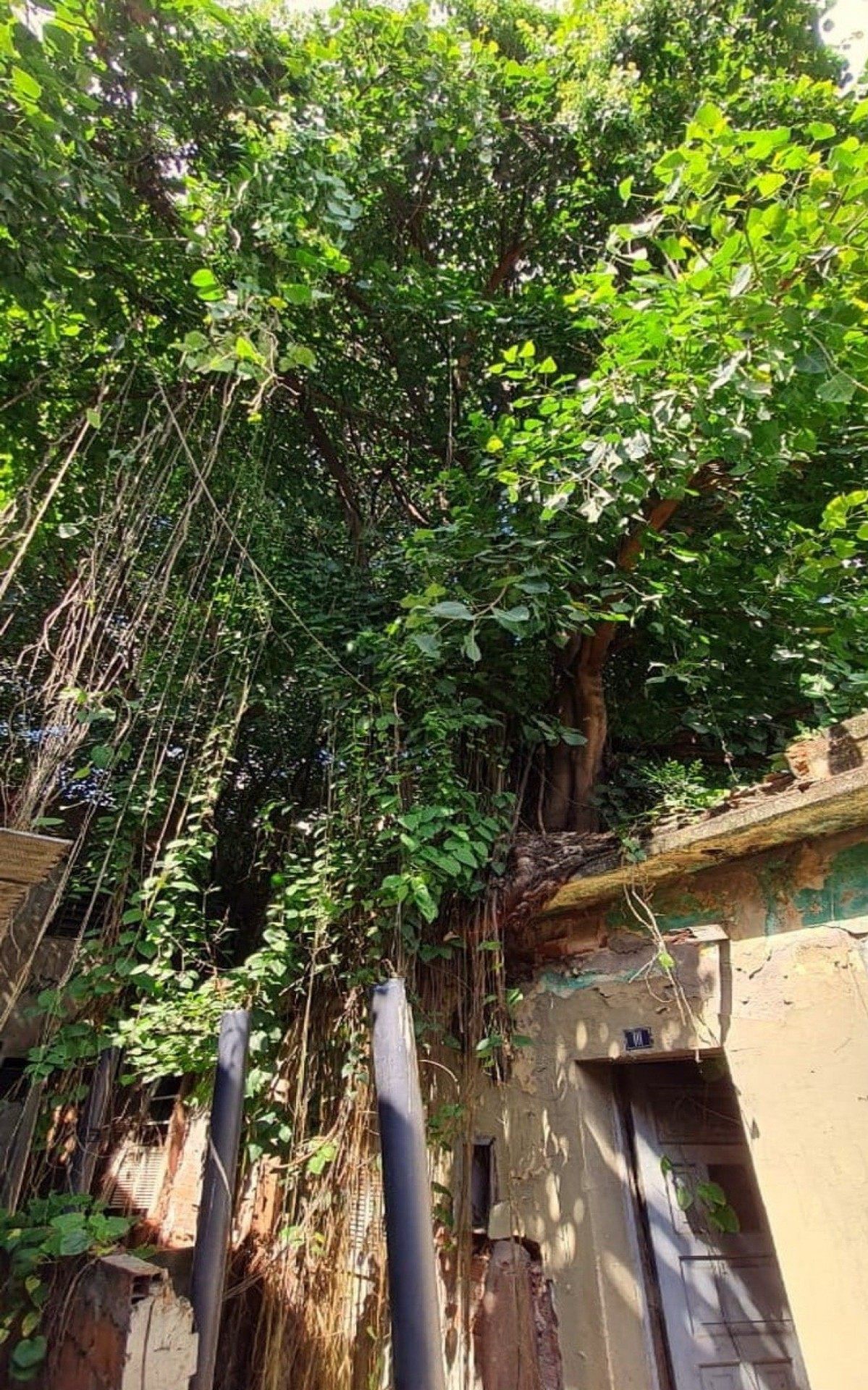 A a&ccedil;&atilde;o ser&aacute; realizada em tr&ecirc;s fases, devido ao per&iacute;odo que a resid&ecirc;ncia ficou fechada