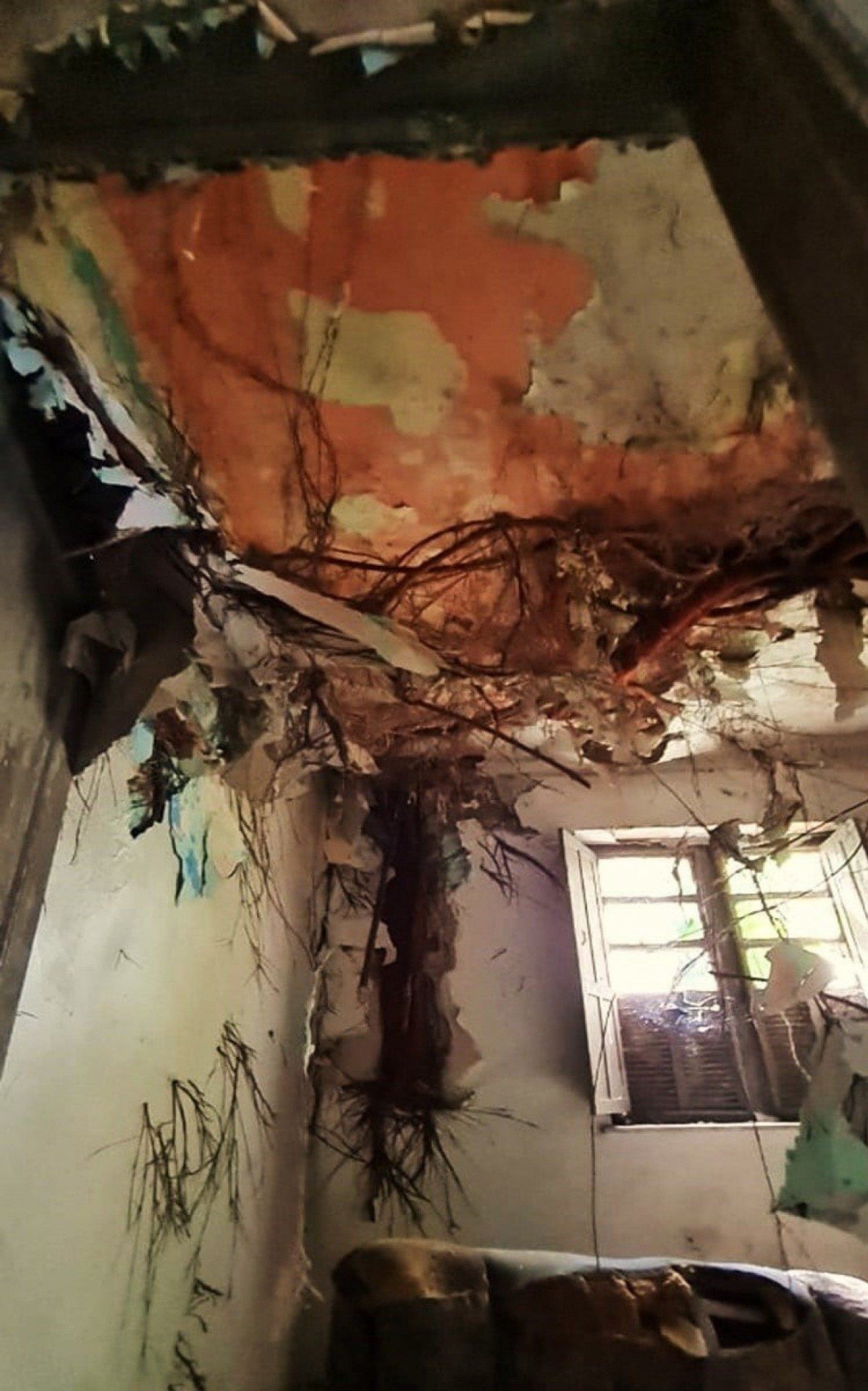 A &aacute;rvore nasceu sobre a laje de uma casa abandonada, localizada no centro de S&atilde;o Jo&atilde;o de Meriti