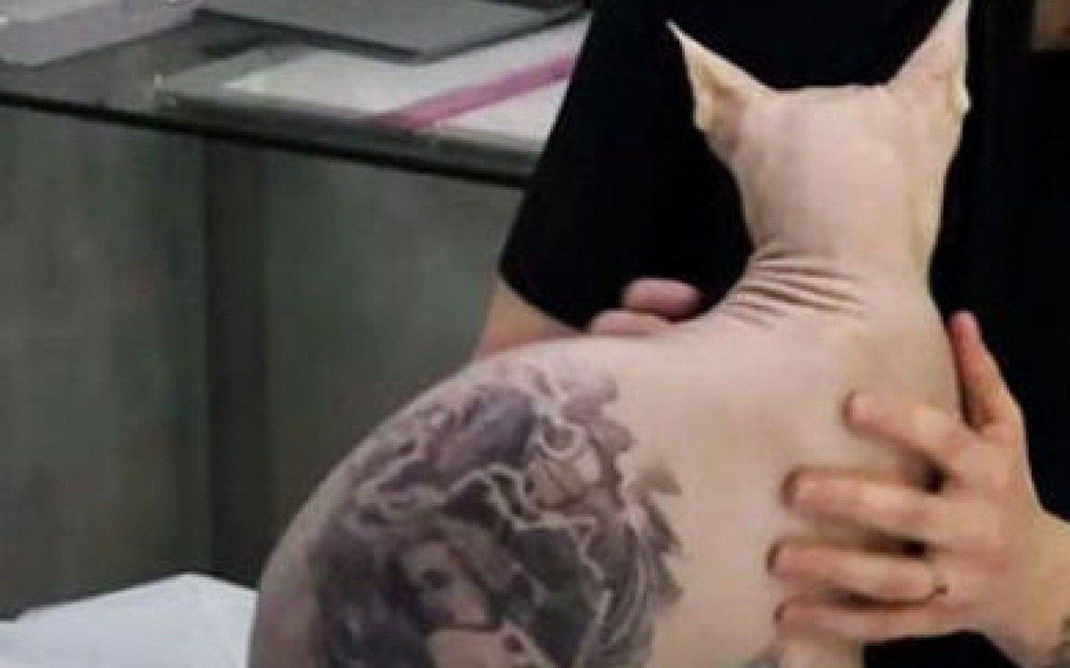Proibida a realiza&ccedil;&atilde;o de tatuagens e piercings em animais silvestres e dom&eacute;sticos 