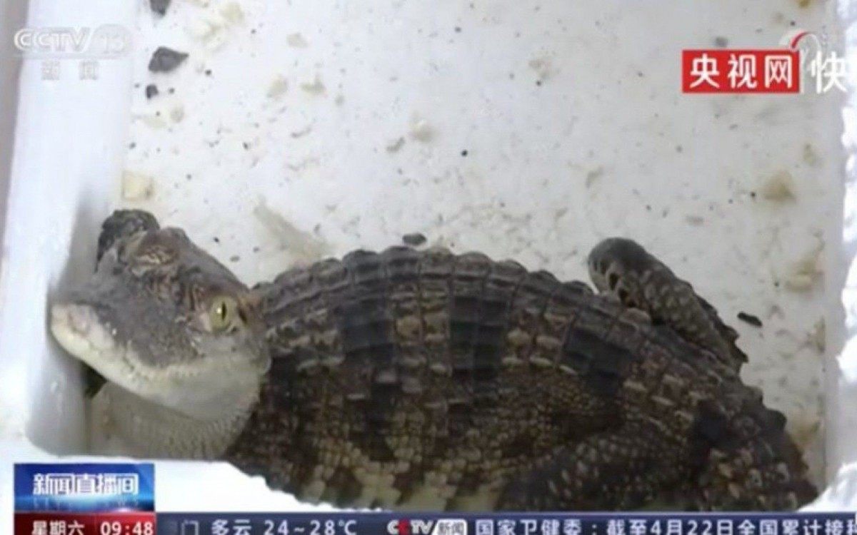 Homem comprou peixe pela internet, mas recebeu um crocodilo