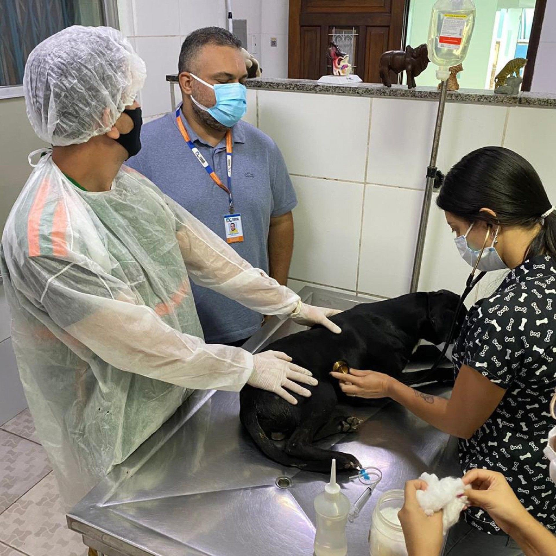 Prefeitura de Duque de Caxias cria programa de resgate animal - Divulga&ccedil;&atilde;o