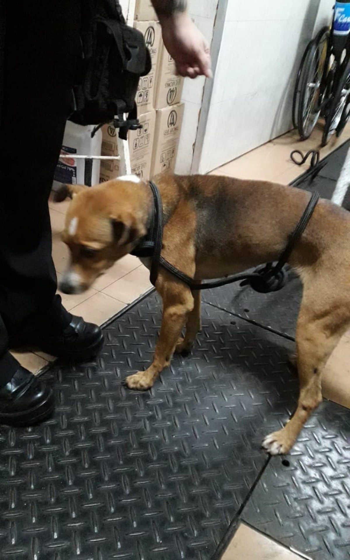 O cachorro foi encontrado pelas equipes de seguran&ccedil;a andando pelas vias do metr&ocirc; &agrave;s 7h30. Ele foi retirado e a circula&ccedil;&atilde;o voltou &agrave; normalidade na linha 2

