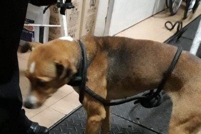 Doguinho invade linha de metrô e deixa circulação irregular pela manhã