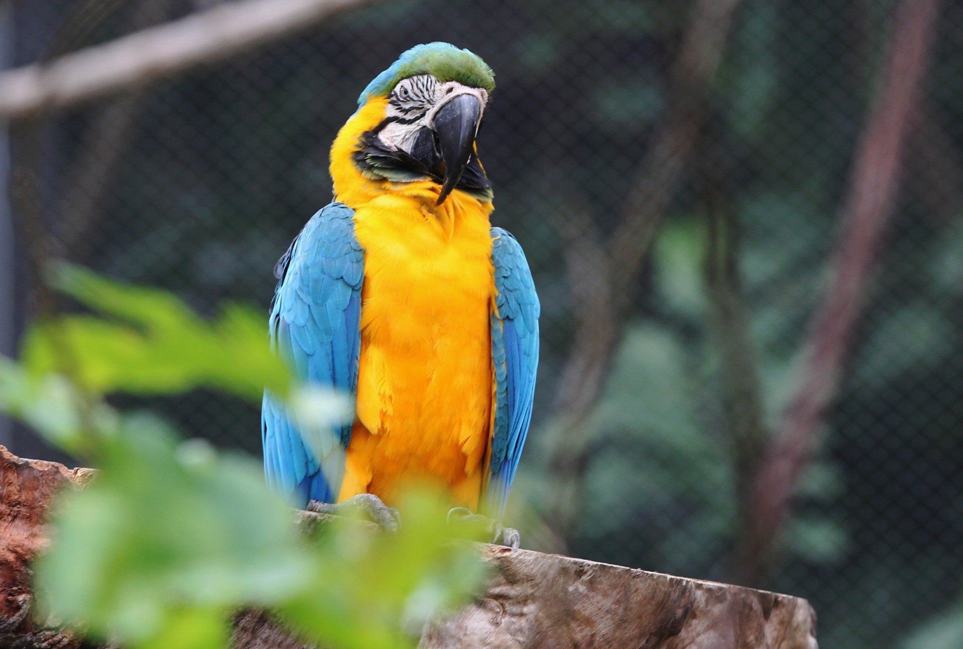 Arara que mora em viveiro do Zoo do Rio, na Quinta da Boa vista - Estefan Radovicz / Agencia O Dia
