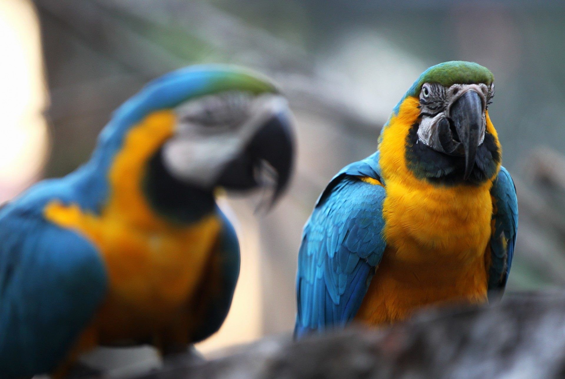 Araras-canind&eacute; s&atilde;o as que mais encantam em viveiro do Zoo do Rio, na Quinta da Boa Vista - Estefan Radovicz / Agencia O Dia