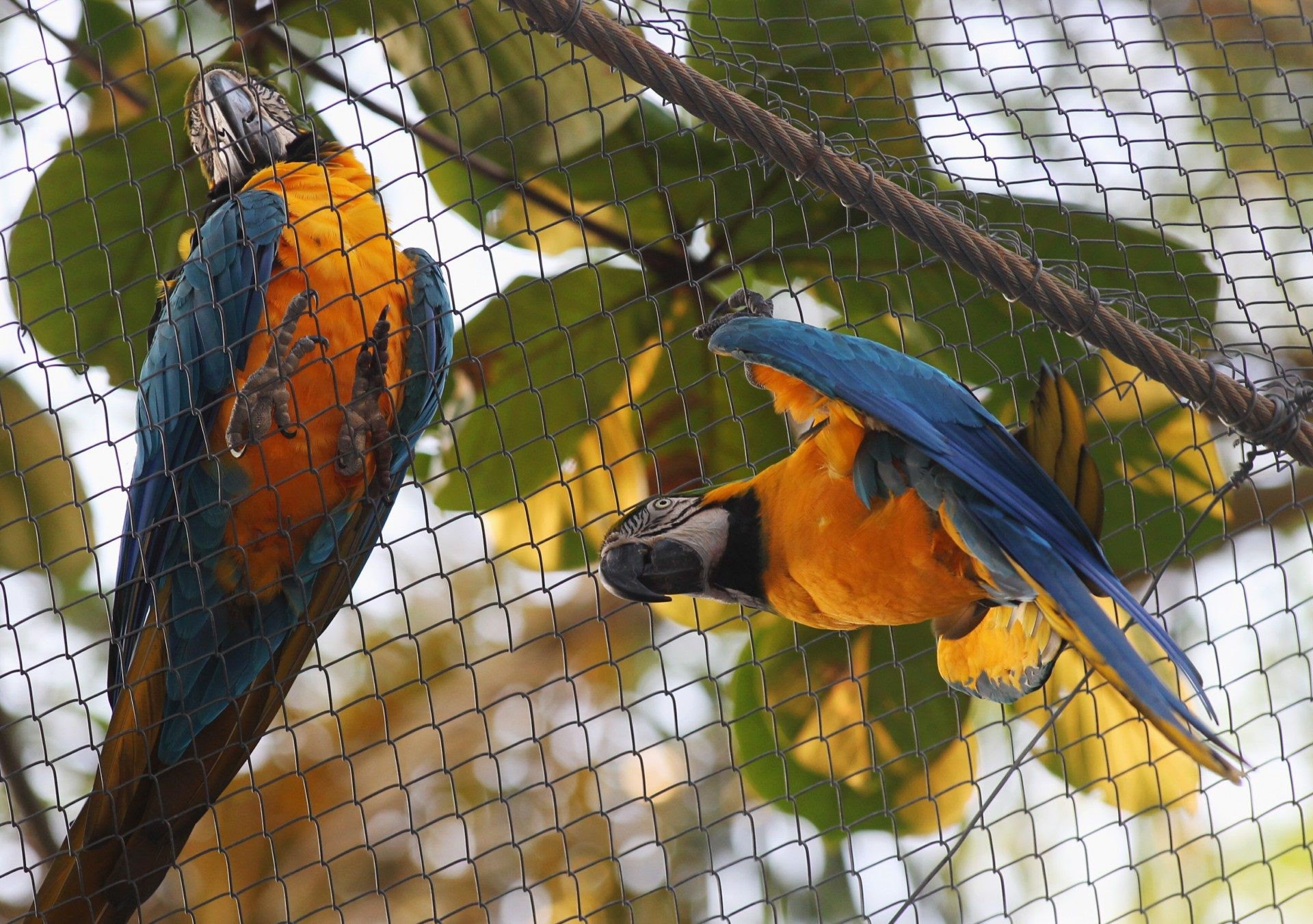 Arara que vive em liberdade na natureza vem todos os dias visitar as outras que moram em viveiro do Zoo do Rio, na Quinta da Boa vista. Na foto, Julieta (esq), com seu Romeu  - Estefan Radovicz / Agencia O Dia