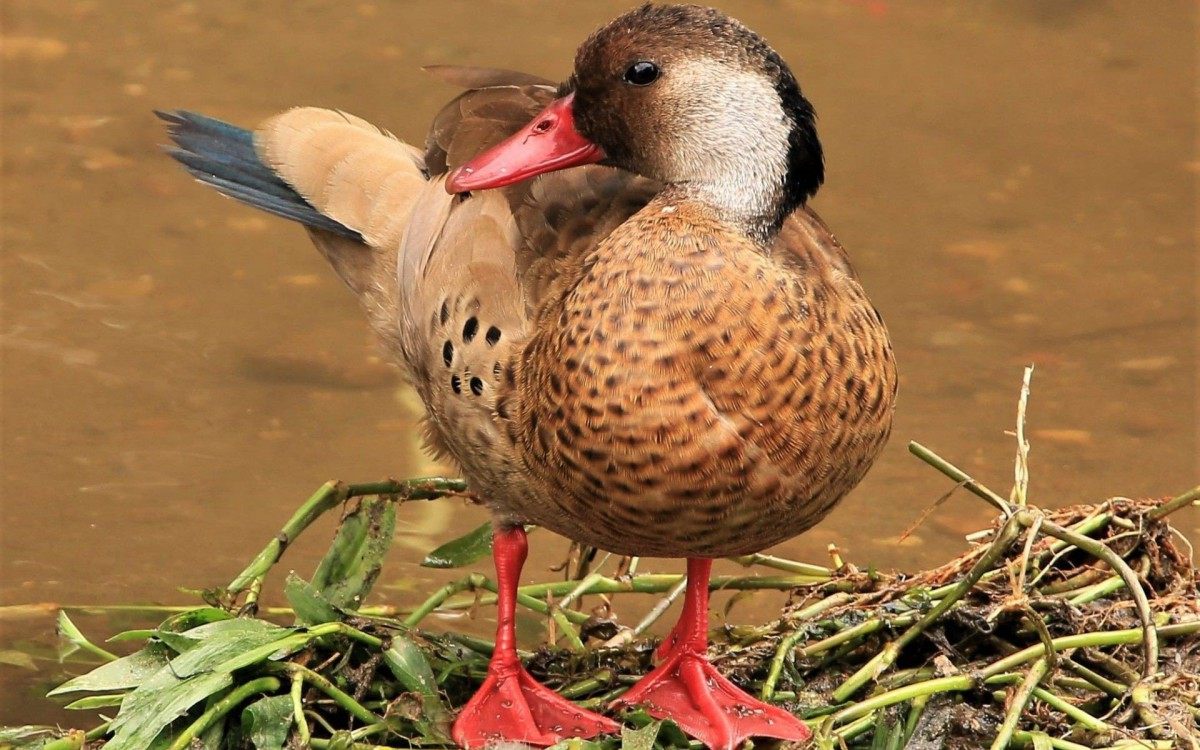 Animais foram flagrados por colaboradores, moradores e fot&oacute;grafos friburguenses 