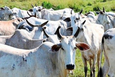 Quatis prorroga vacinação contra a febre aftosa