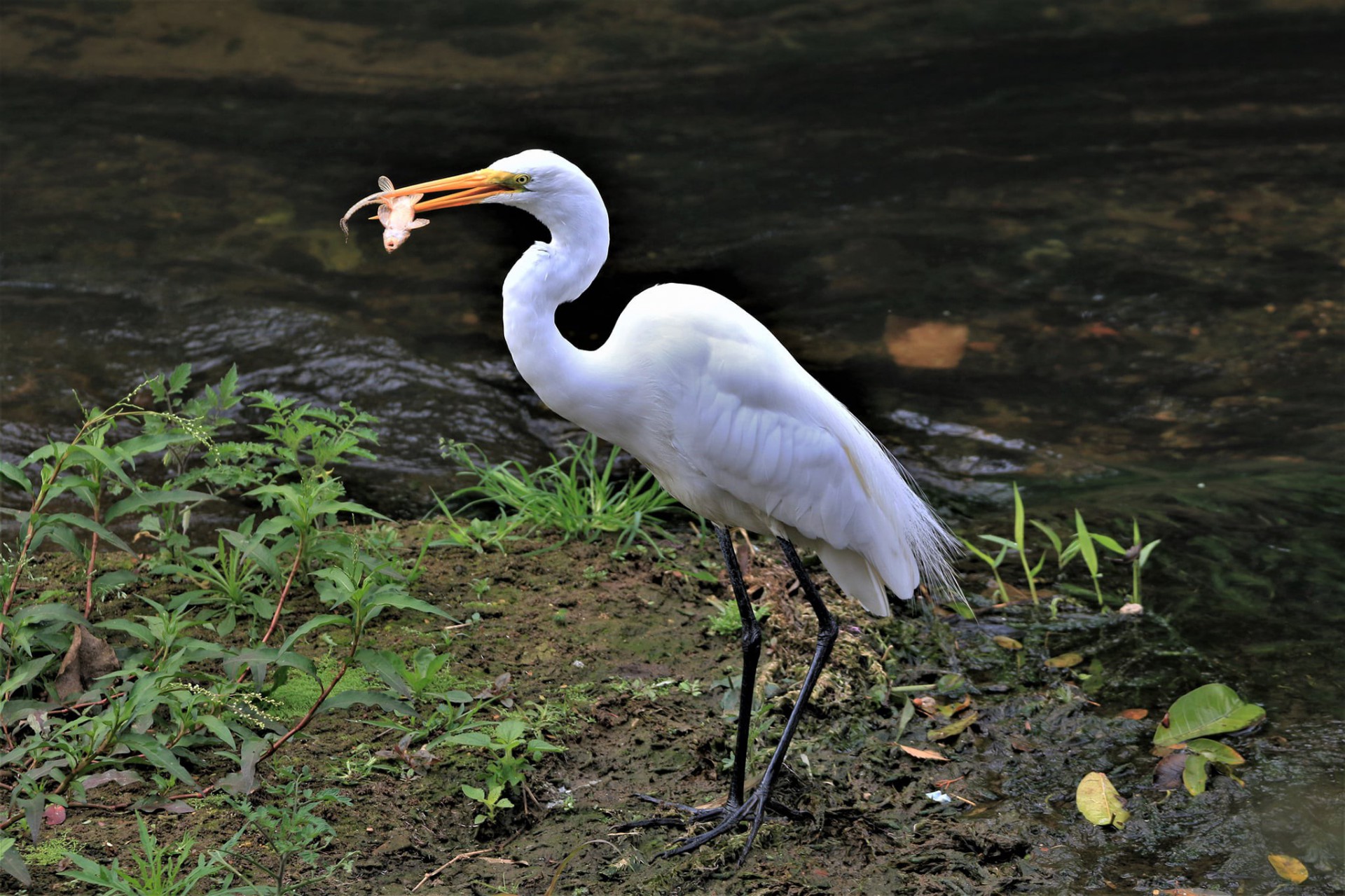 Animais s&atilde;o flagrados em diversos pontos do Rio Bengalas em Nova Friburgo
