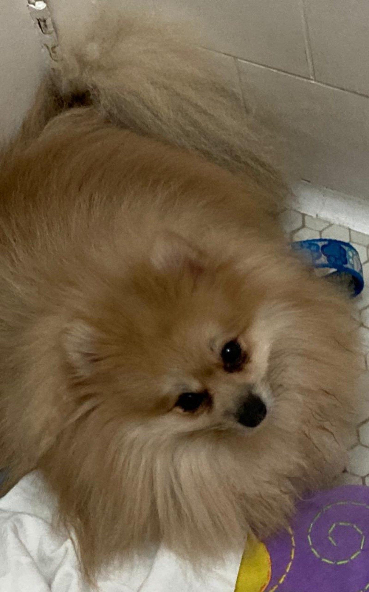 Lud est&aacute; internado com suspeita de envenenamento