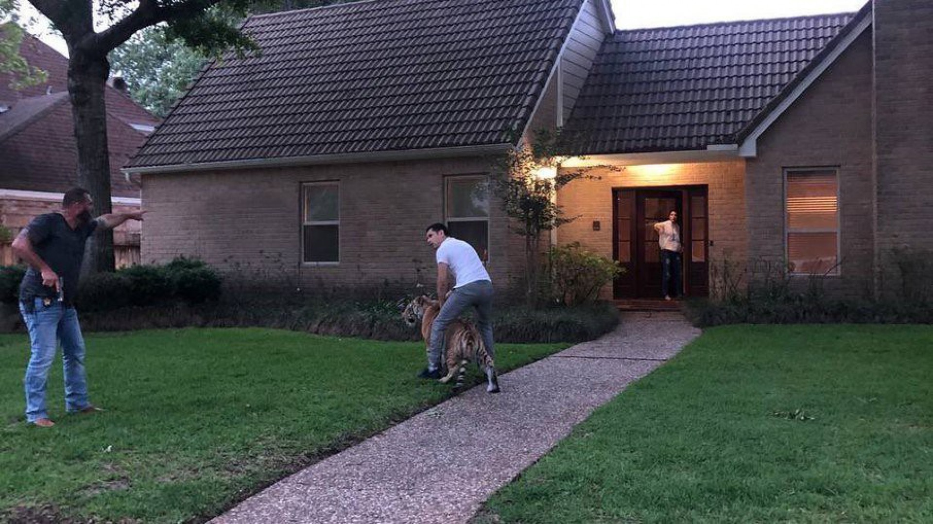 V&iacute;deo! Tigre &eacute; flagrado caminhando em bairro e assusta moradores nos EUA