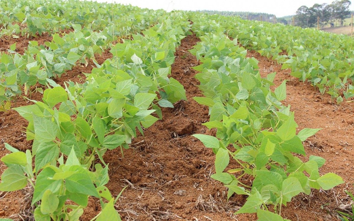 Uma &aacute;rea de aproximadamente 26 hectares recebeu as sementes do popular gr&atilde;o consumido no Brasil