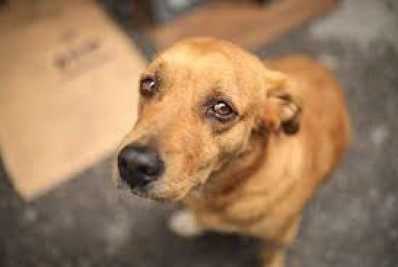 Projeto de lei que proíbe acorrentamento de animais é aprovado no Rio 