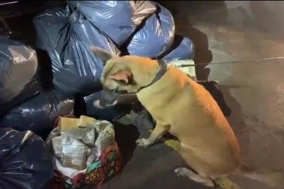 Cadela ajuda a PM a encontrar drogas e armas perto do Jacarezinho