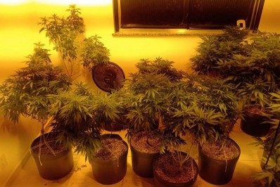 Polícia apreende mais de 300 pés de maconha cultivados em apartamento na Tijuca