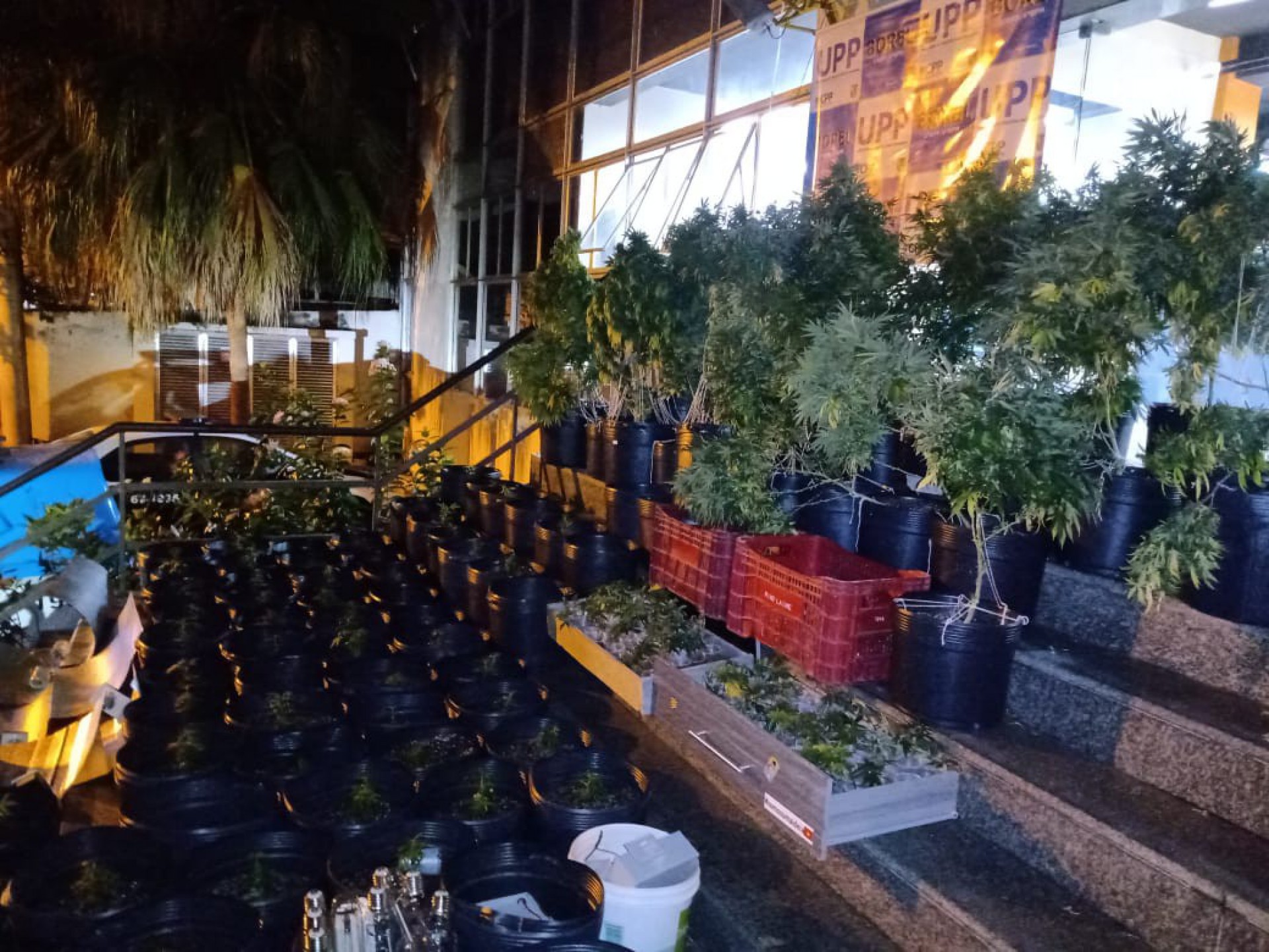 Polícia apreende plantação de maconha em apartamento na Tijuca - Divulgação / Polícia Militar