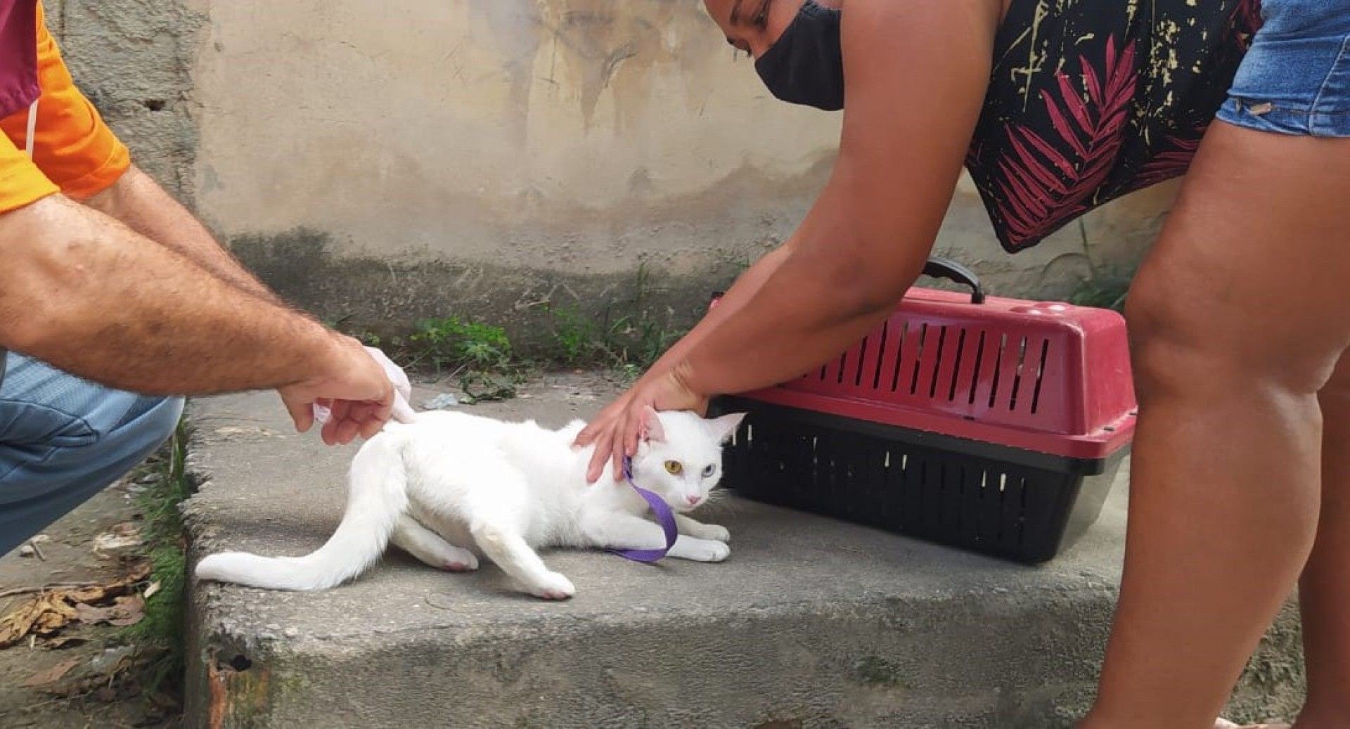 Gatos também foram vacinados nesta segunda-feira (17/05) - Divulgação / PMBR