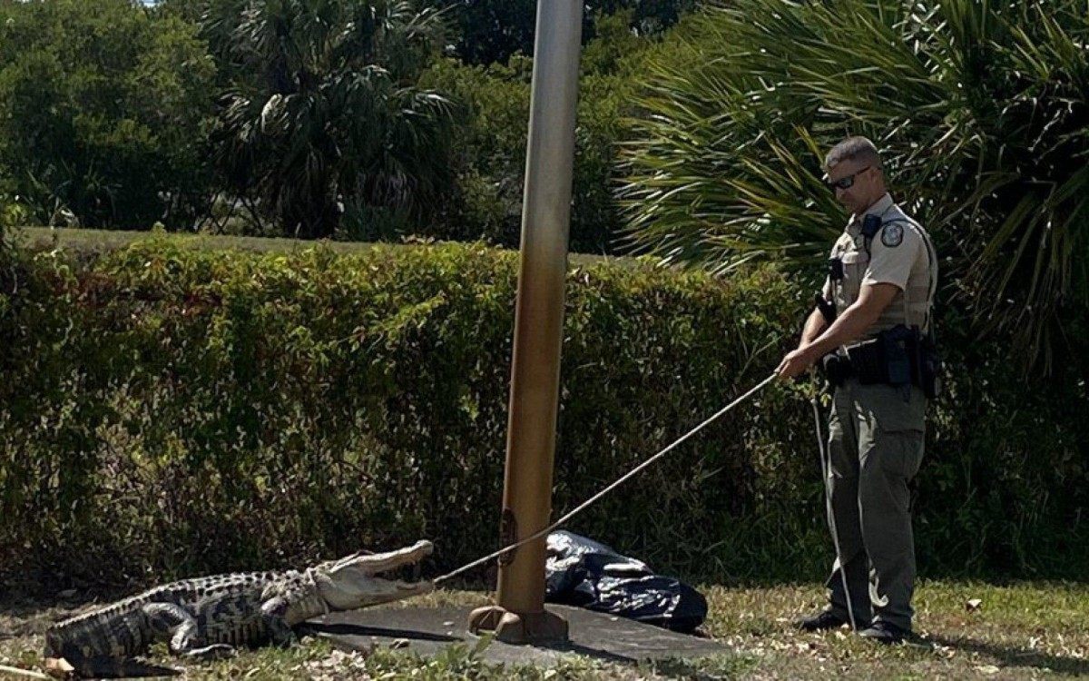 V&iacute;deos e fotos do animal andando pelo estacionamento da rede de restaurantes Wendy's e sendo apreendido circulam pelas redes sociais