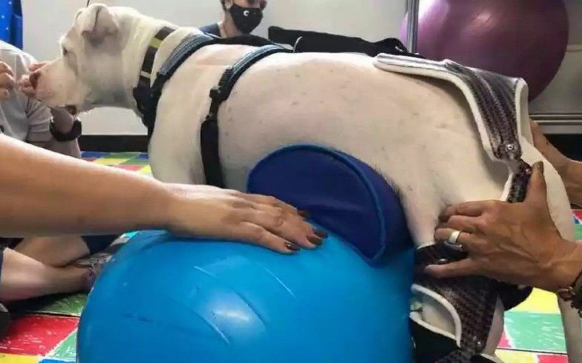 Sans&atilde;o, o cachorro da ra&ccedil;a pitbull que teve suas patas traseiras arrancadas por agressores com o uso de um fac&atilde;o deu nome a Lei.