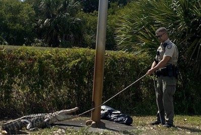 Jacaré é capturado após perseguir clientes em estacionamento de restaurante