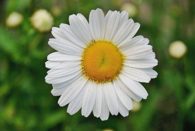 Descubra como fazer banho para restauração energética