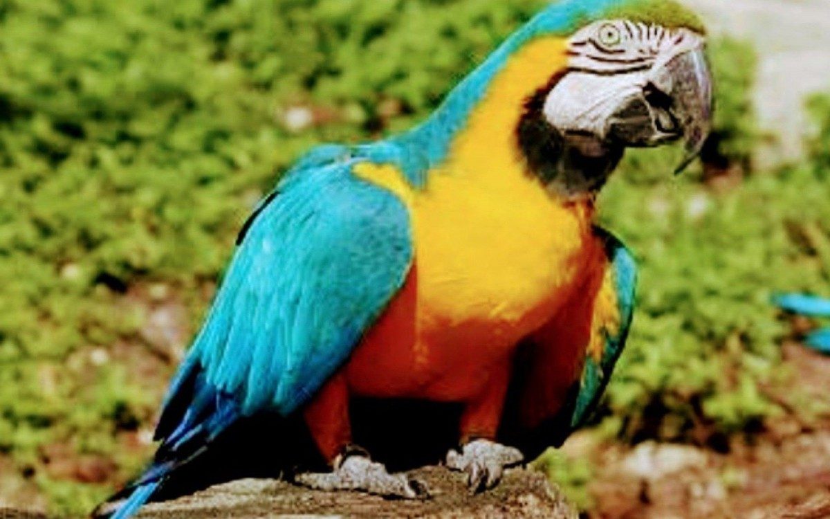 A ave da raça canidé corre o risco de extensão e tem que ser preservada