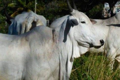 Ministros discutem criação de agência de informações agropecuárias