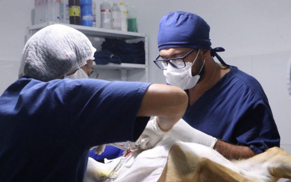 Por meio do programa s&atilde;o oferecidos na cidade, a castra&ccedil;&atilde;o gratuita de c&atilde;es e gatos, palestras educativas e exames para diagn&oacute;stico de brucelose e tuberculose bovina.