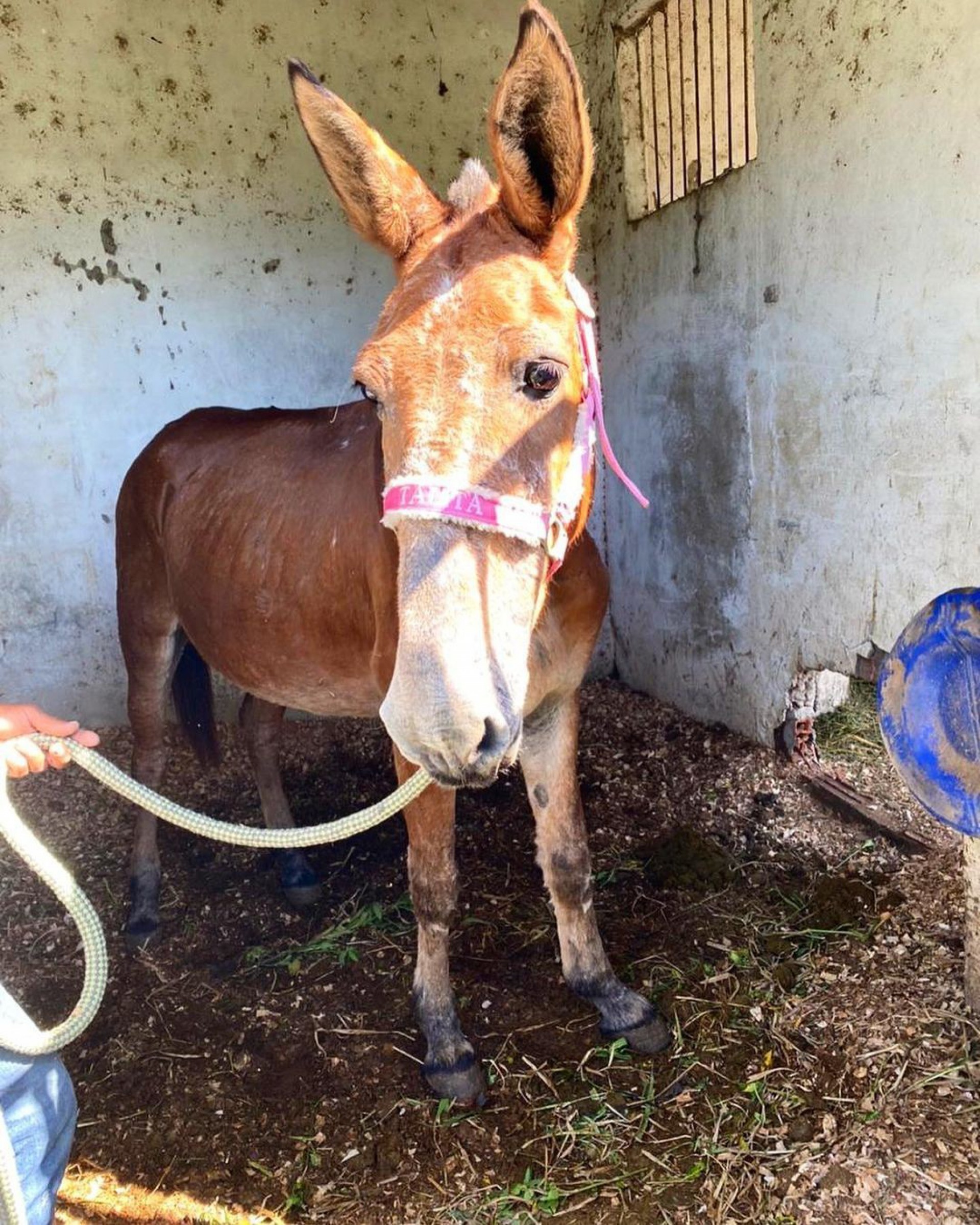 Burro adotado por Giovanna Ewbnak - Reprodução