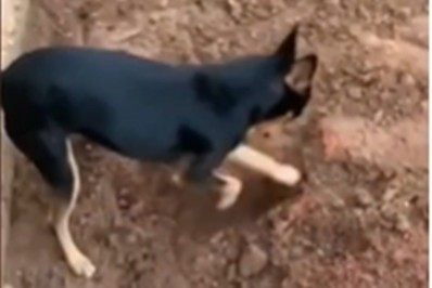 Vídeo: Pinscher ajuda policiais a encontrarem drogas na casa do dono traficante