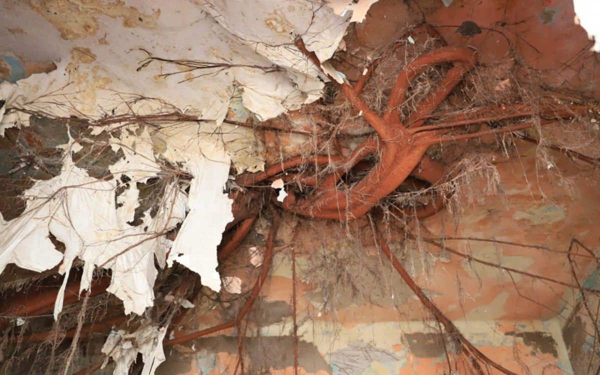 O crescimento da &aacute;rvore vinha oferecendo riscos de desmoronamento para as moradias do entorno