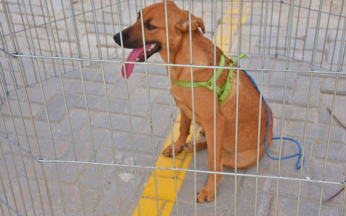 &Eacute; importante frisar que todos aqueles que desejam doar um animal podem participar da feira, desde que entrem em contato antecipadamente com a Coordenadoria de Prote&ccedil;&atilde;o Animal para que o pet seja vermifugado e vacinado.