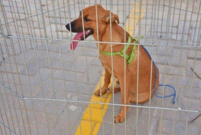 Coordenadoria de Proteção Animal realiza primeira campanha de adoção de 2021