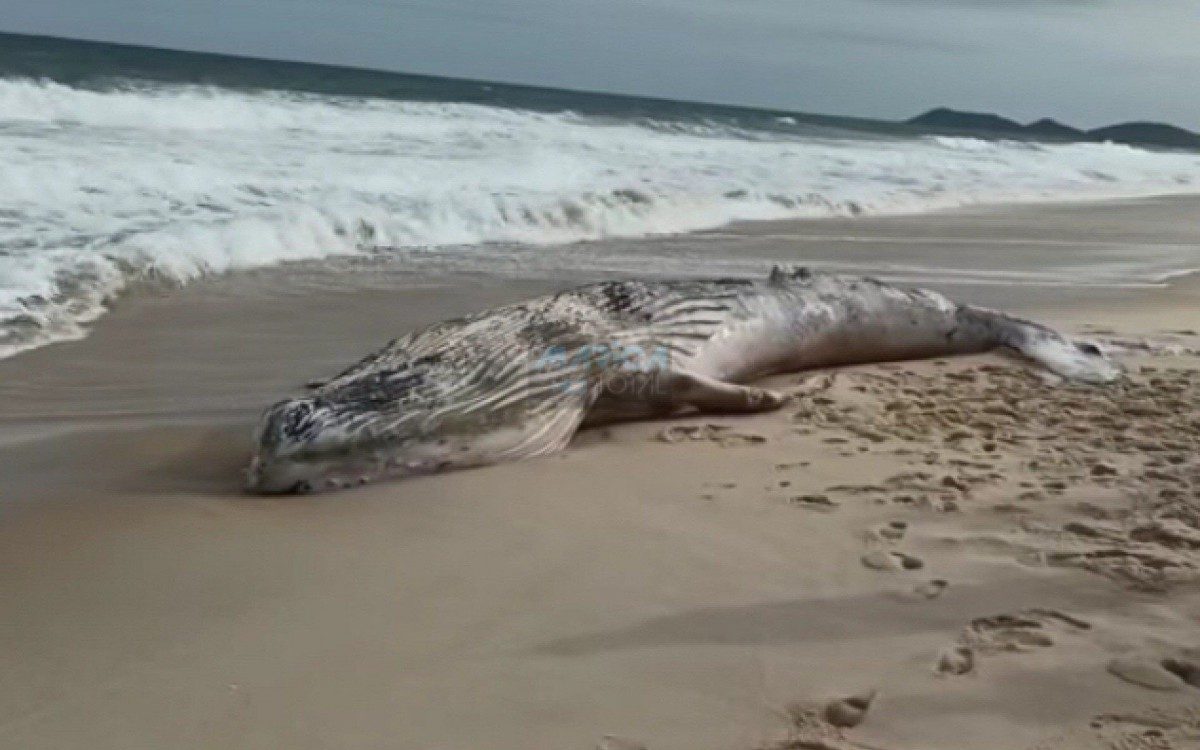 Baleia Jubarte &eacute; encontrada morta na paria de Jacon&eacute;