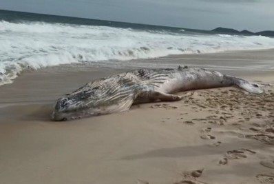Baleia da raça Jubarte é encontrada na praia de Jaconé