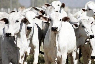 Campanha de vacinação contra febre aftosa e raiva termina no dia 31