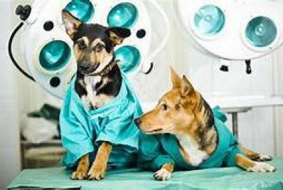 Prefeitura de Niterói abrirá 450 vagas para castração de cães e gatos no dia 28 de maio