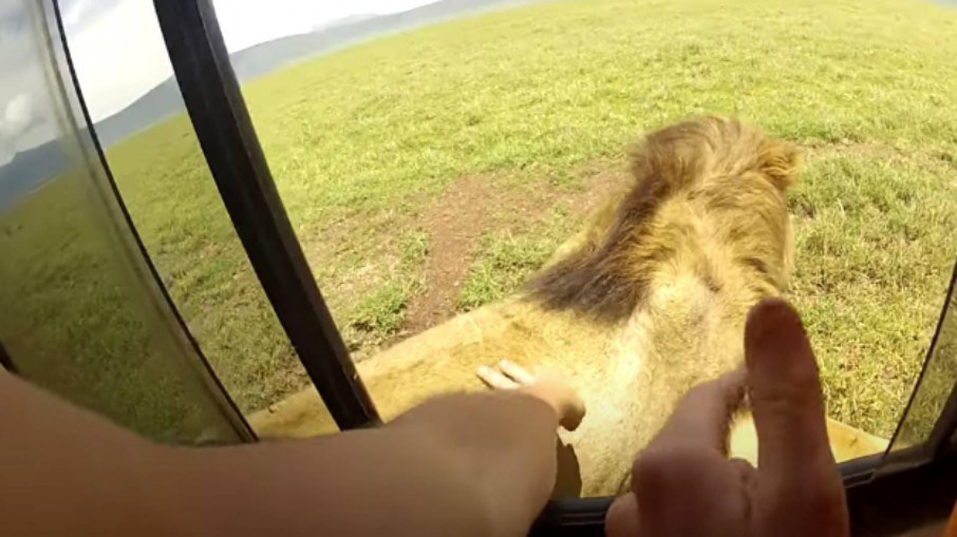 Vídeo: homem toca leão em safári e escapa de ataque por pouco