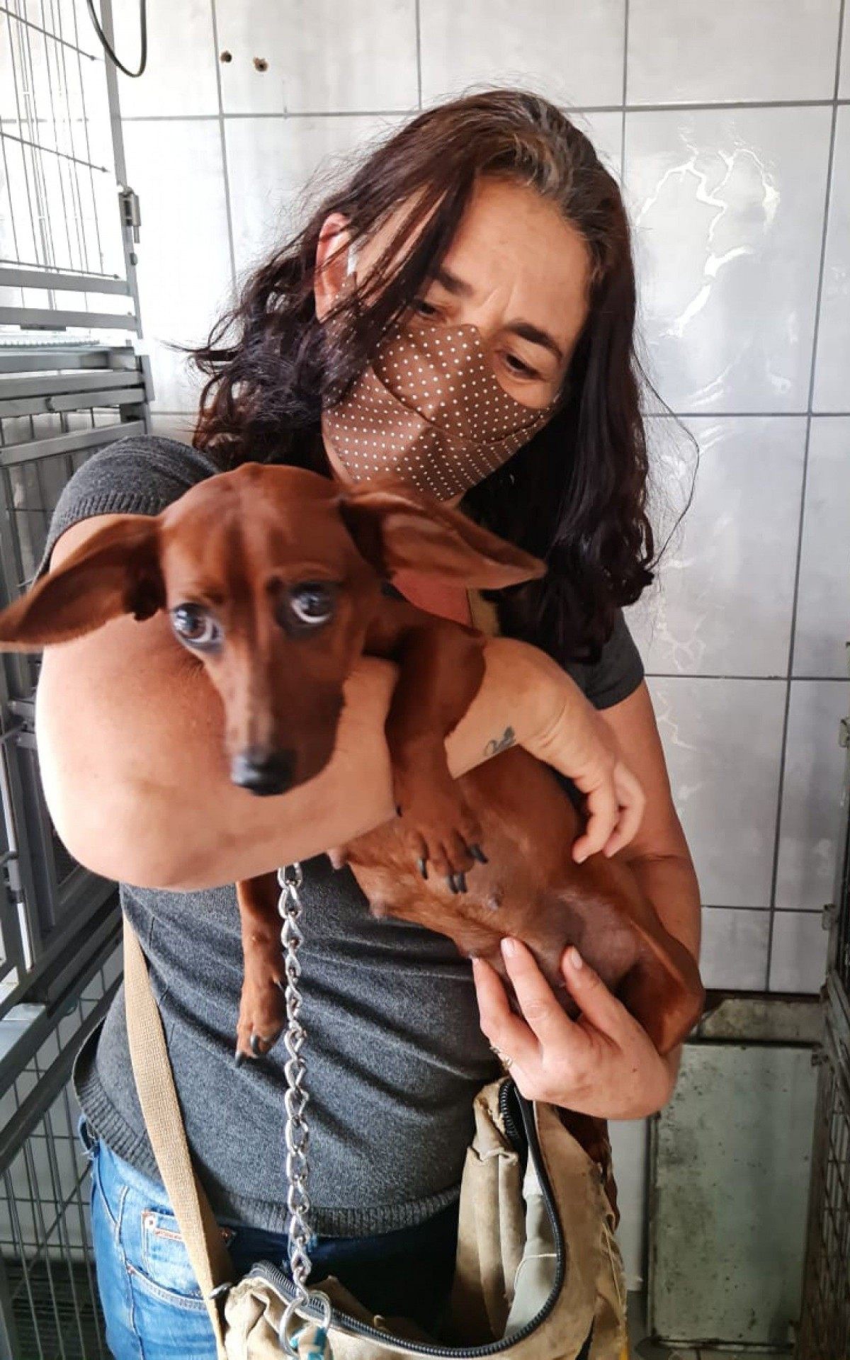 Cadela salva ainda amamentava filhotes pequenos