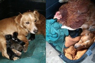 Será que essa galinha late? Ave ajuda cadela e encanta cidade