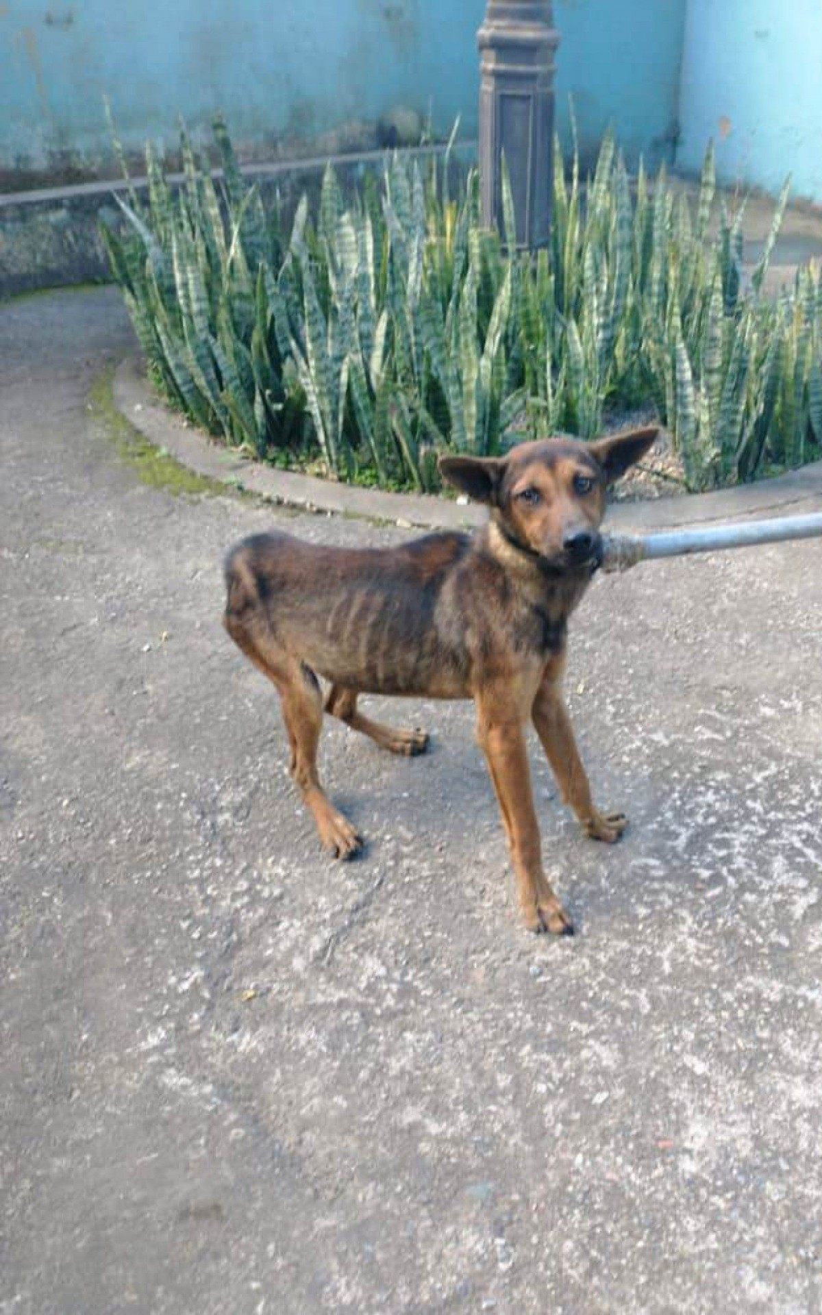 Animais foram resgatados e encaminhados para o Centro de Triagem Animal, no Fischer Animais foram resgatados e encaminhados para o Centro de Triagem Animal, no Fischer