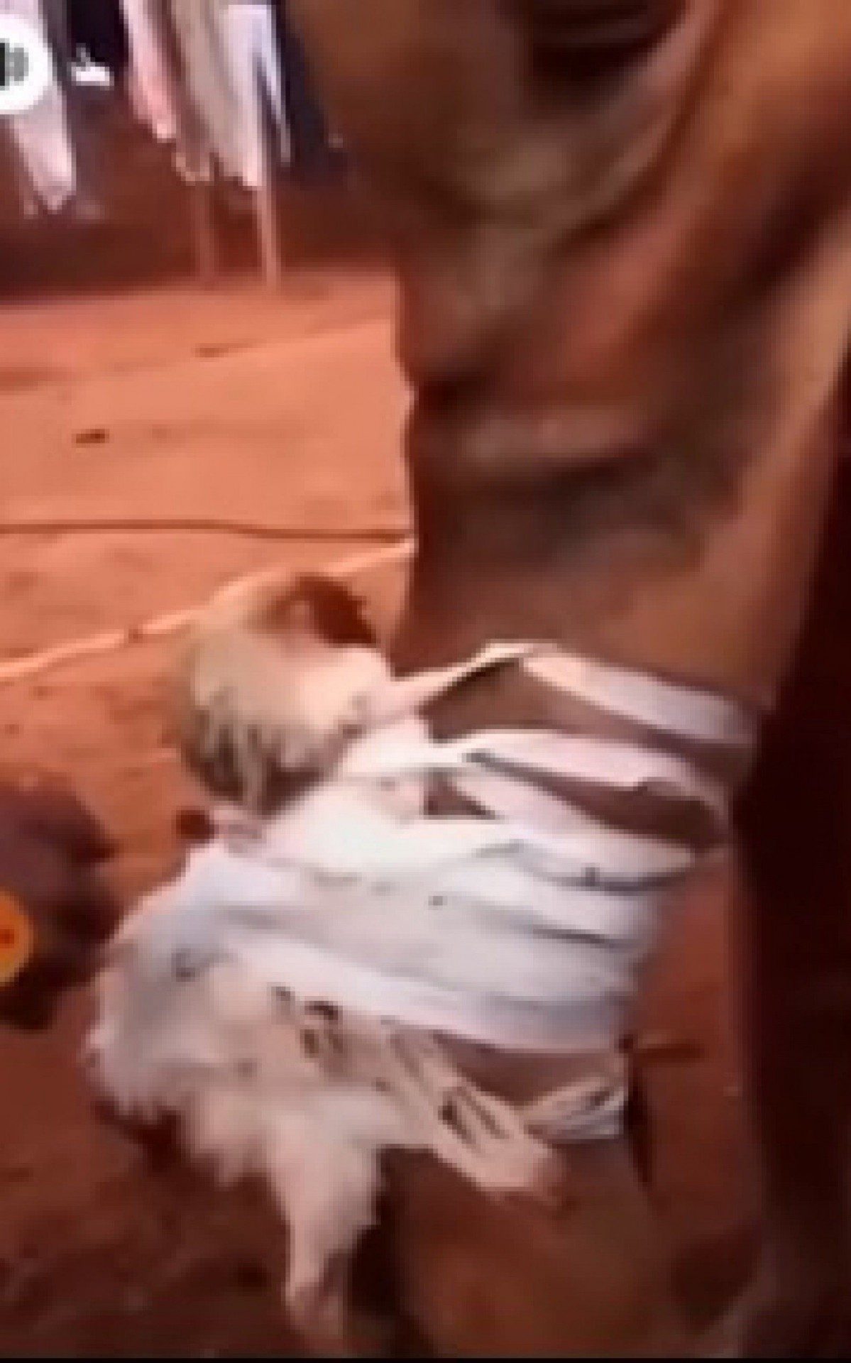 No v&iacute;deo, uma mulher, de 37 anos, segura o animal que aparece com uma galinha presa com uma fita adesiva ao corpo