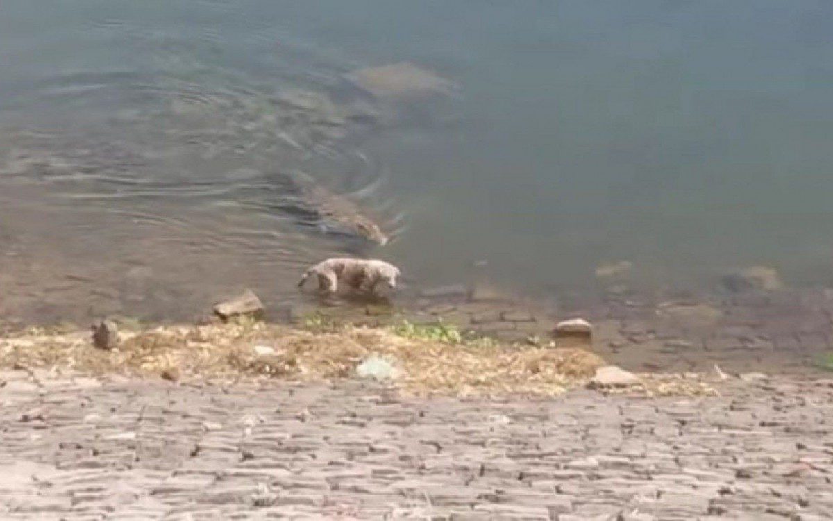Cachorro passeava &agrave;s margens de um rio, na &Iacute;ndia, quando foi surpreendido silenciosamente por um crocodilo