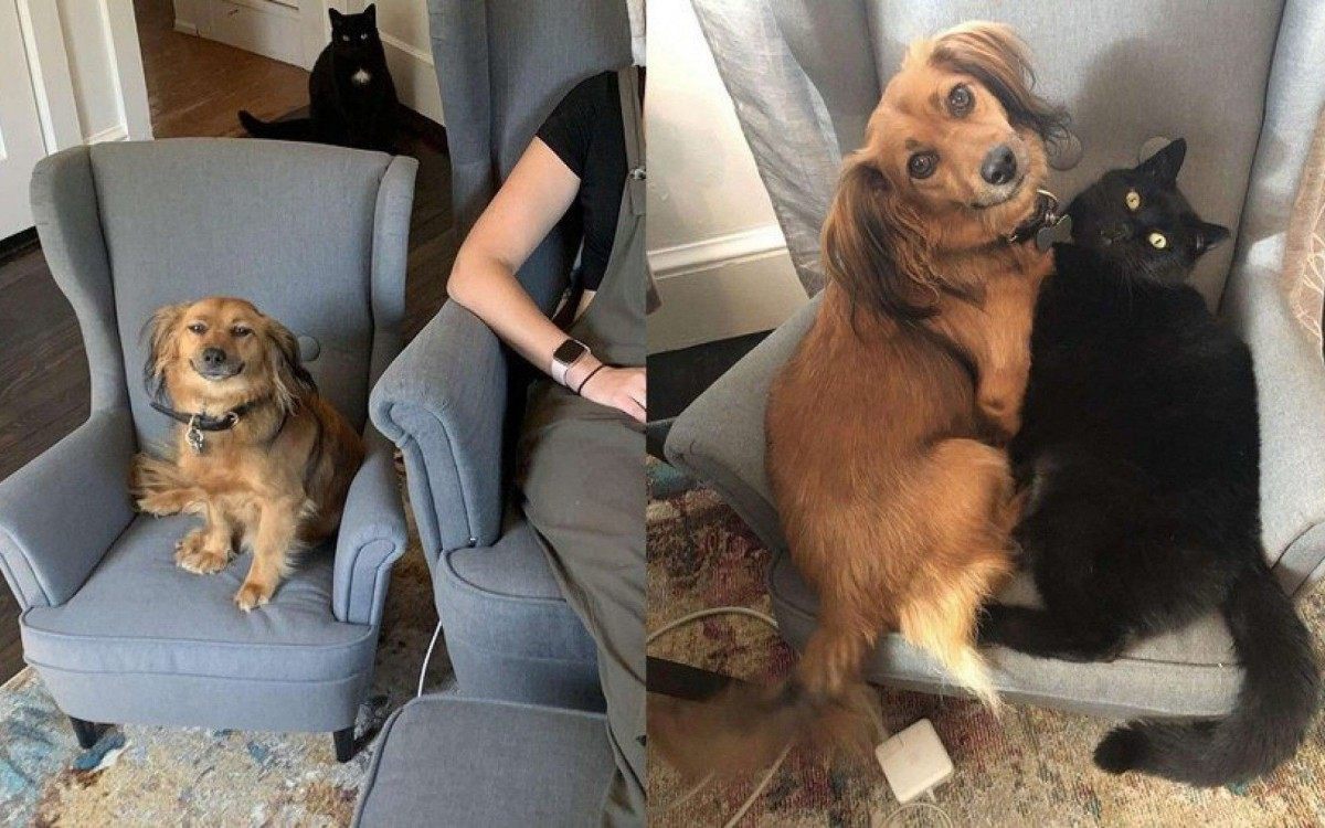 Franklin e Bagheera dividem a poltrona como bons irm&atilde;os