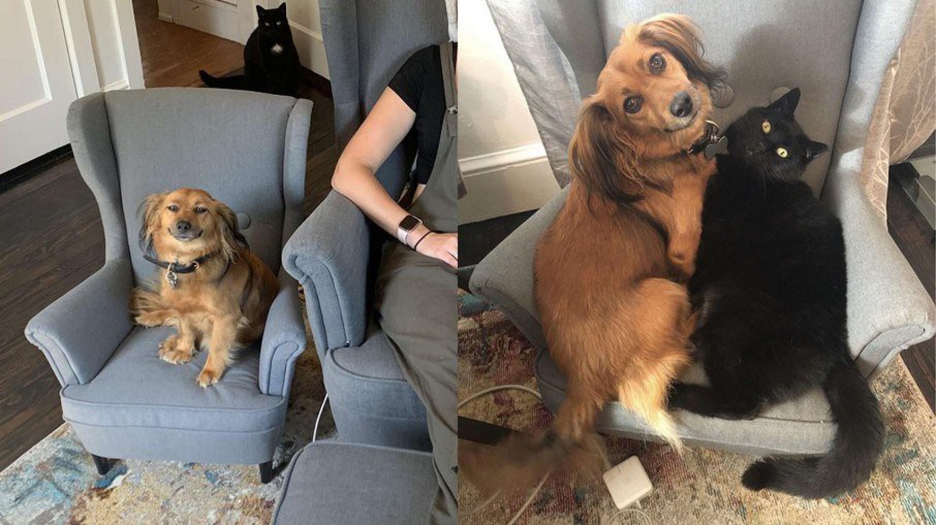 Cachorro n&atilde;o para de sorrir ao ganhar poltrona igual a de sua tutora