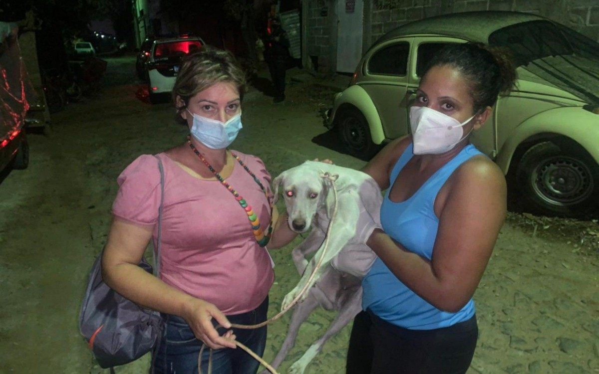 A protetora de animais, Sheila, informou os supostos maus tratos sofridos pelos animais para sargento Cristiane que acionou a GCM de Itaperuna para atuar na ocorrência. 