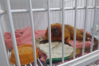 Mico-leão-dourado resgatado em Tamoios, Cabo Frio  