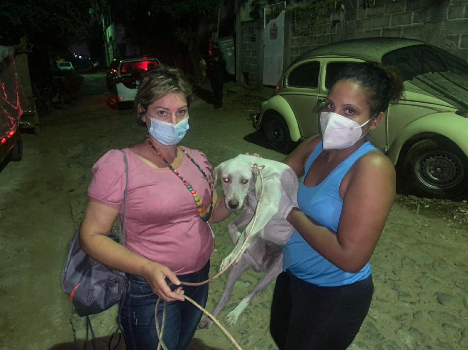 Denúncia de abuso sexual contra duas cadelas é investigada pela Polícia Civil; vereadora registra o caso na DP