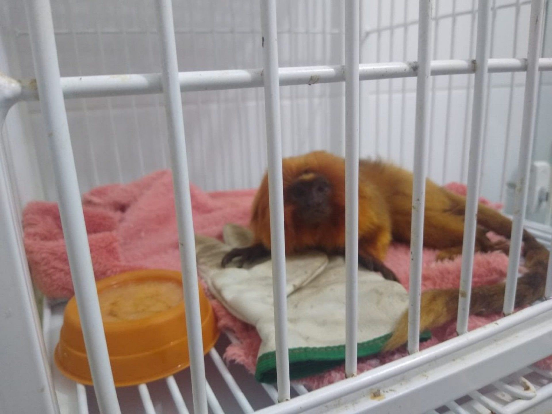 Mico-le&atilde;o-dourado resgatado em Tamoios, Cabo Frio  