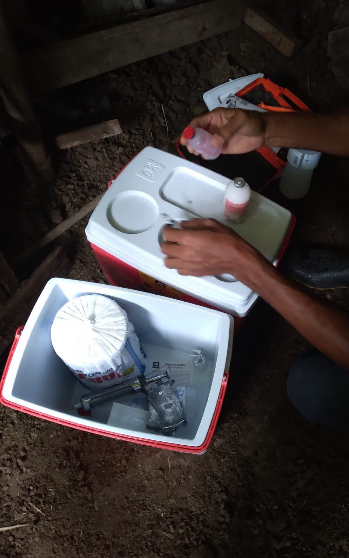 Mag&eacute; segue vacinando bois e b&uacute;falos contra a febre aftosa.